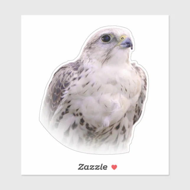 Portrait of an Inquisitive Saker Falcon Sticker