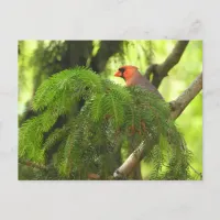 Cardinal on Pine Tree Branch Postcard