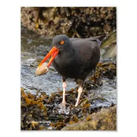 Stunning Black Oystercatcher with Clam Photo Print