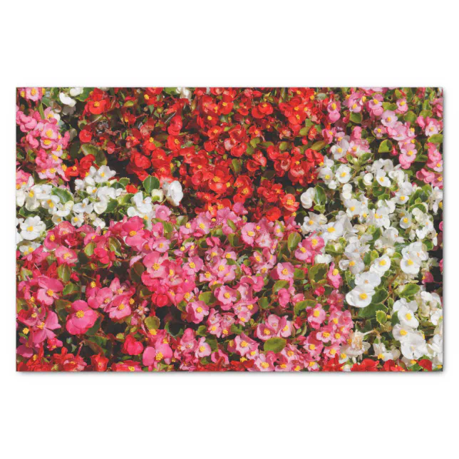 Colorful Wax Begonias Tissue Paper