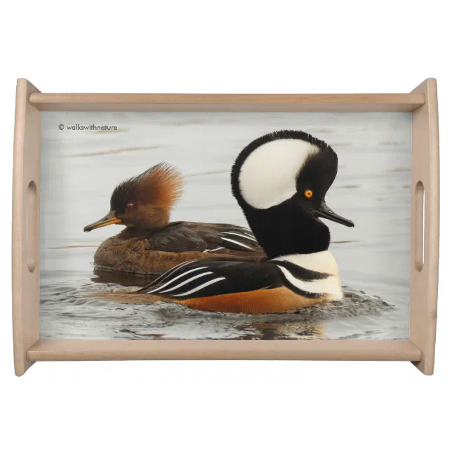 Meeting of Hooded Merganser Ducks at the Pond Serving Tray