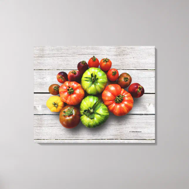 Colorful Striped Tomatoes on Weathered Table Canvas Print