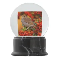 Hermit Thrush Songbird on Scarlet Firethorn Snow Globe