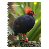 Profile of a Roul-Roul Crested Wood Partridge Notebook