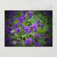 Wisconsin State Flower: Wood Violet Postcard