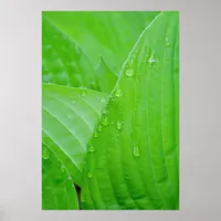 Green Hosta Leaves and Water Droplets Poster