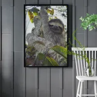 Three-Toed Sloth Poster