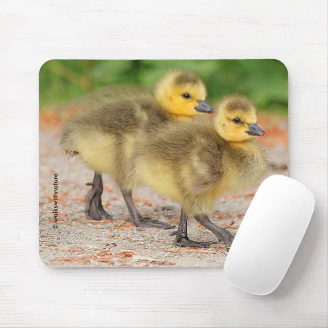 Cuteness on Parade: Canada Goose Goslings Mouse Pad