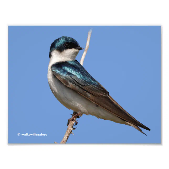 Sunlit Profile of a Tree Swallow Songbird Photo Print