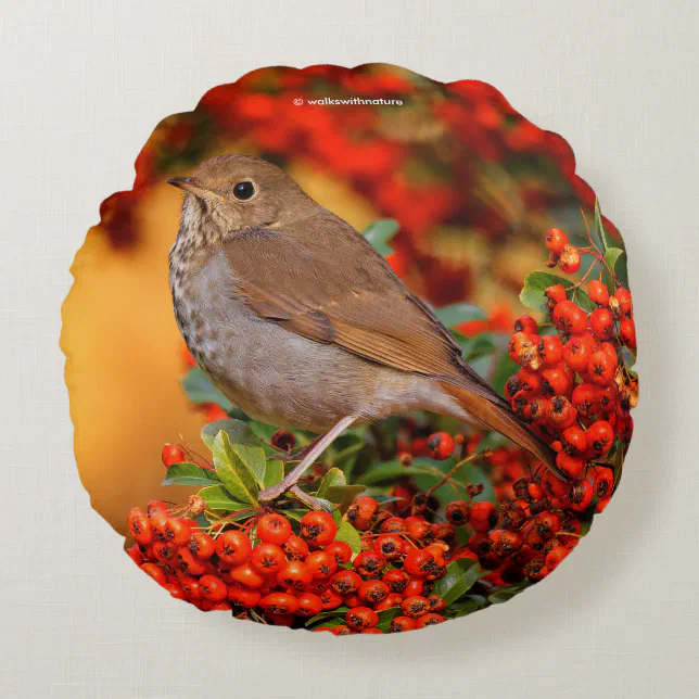 Hermit Thrush Songbird on Scarlet Firethorn Round Pillow