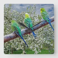 Birds - budgies square wall clock