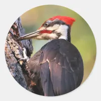 Beautiful Pileated Woodpecker on the Tree Classic Round Sticker