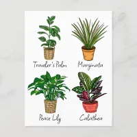 Hand Drawn House Plants Art   Postcard