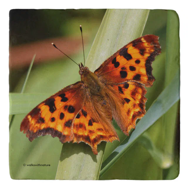 Beautiful Orange Satyr Comma Butterfly Trivet