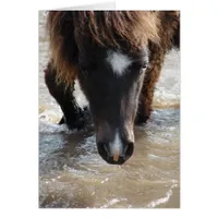 Mini Filly Goes For A Swim