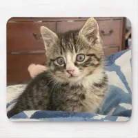 Adorable Kitten Photo, or Upload your Own Mouse Pad