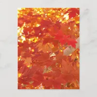 Bright Maple Leaves Postcard