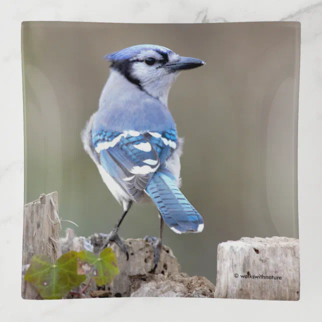 Cute Blue Jay Songbird on Treestump Trinket Tray