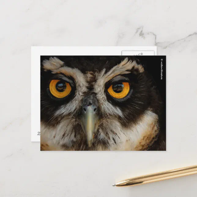 Mesmerizing Golden Eyes of a Spectacled Owl Postcard