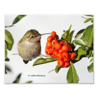 Adorable Anna's Hummingbird on Berry Bush Photo Print