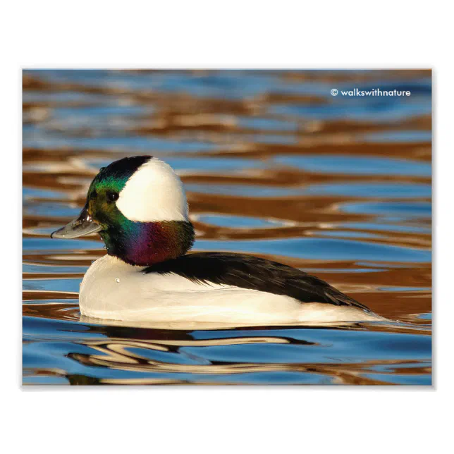 Male Bufflehead in the Afternoon Sun Photo Print