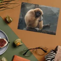 Fluffy white-handed lar gibbon postcard