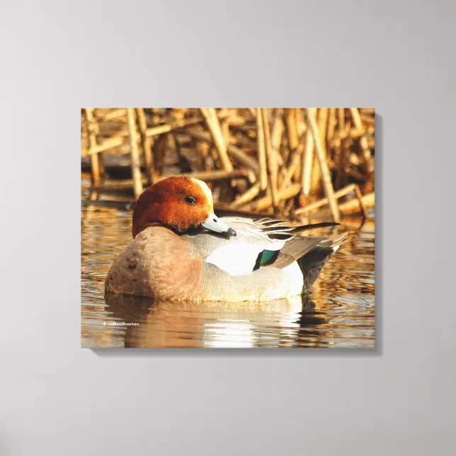 Handsome Stranger Eurasian Wigeon Duck at the Pond Canvas Print
