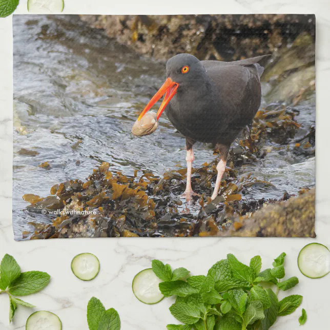 Black Oystercatcher Shorebird Fishing at the Beach Towel