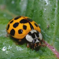 WWN 18-Spotted Yellow and Black Ladybug on a Plum Leaf