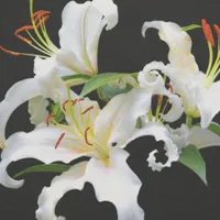 WWN Elegant Casablanca White Oriental Lilies