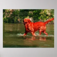 Red Golden Retriever Running in Water Poster