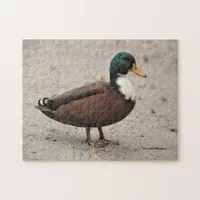 Domestic Mallard Duclair Bibbed Odd Duck Jigsaw Puzzle