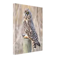 Short-Eared Owl with Vole Canvas Print