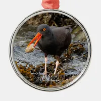 Stunning Black Oystercatcher Shorebird with Clam Metal Ornament