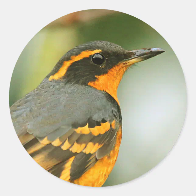 A Stunned But Safe Beautiful Varied Thrush Classic Round Sticker