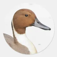 Reflections of a Northern Pintail Duck Classic Round Sticker