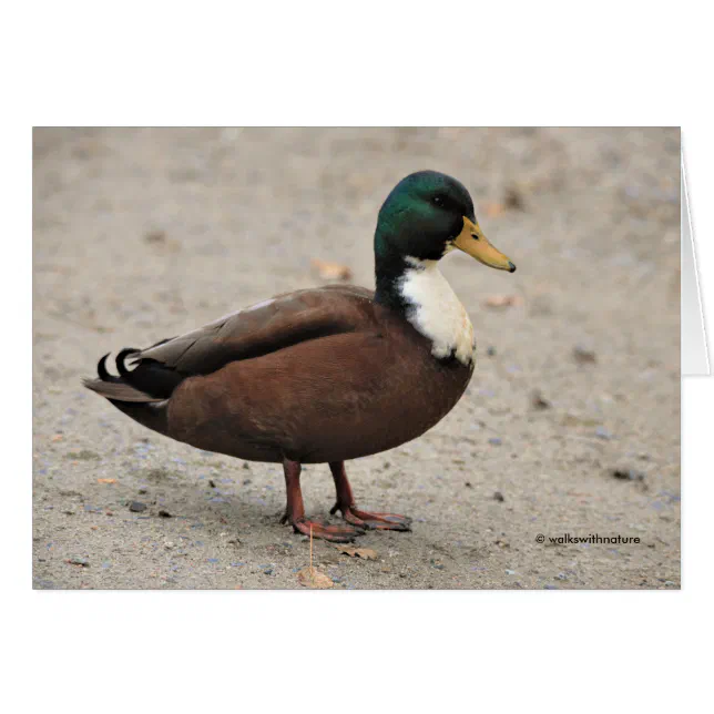 Domestic Mallard Duclair Bibbed Odd Duck