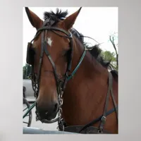 Amish Horse Poster