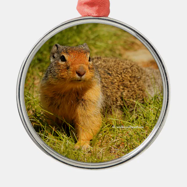 Cute Curious Columbian Ground Squirrel Metal Ornament