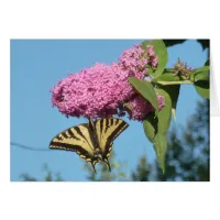 Yellow Tiger Swallowtail on Pink Butterfly Bush Fl