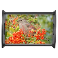 Townsend's Solitaire on the Pyracantha Serving Tray