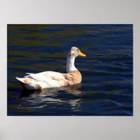 Duck On The Water Poster