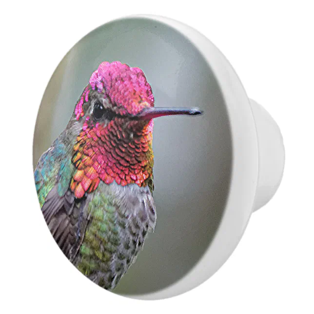 Stunning Male Anna's Hummingbird on the Plum Tree Ceramic Knob