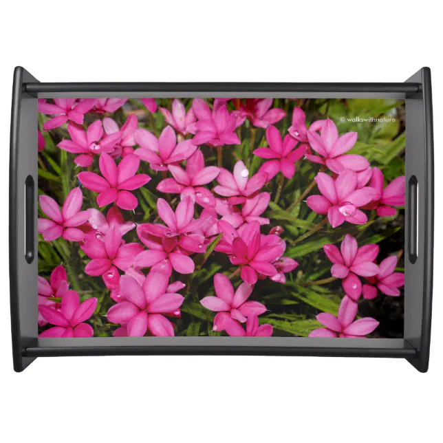 Rhodohypoxis / Red Star / Rosy Posy Serving Tray