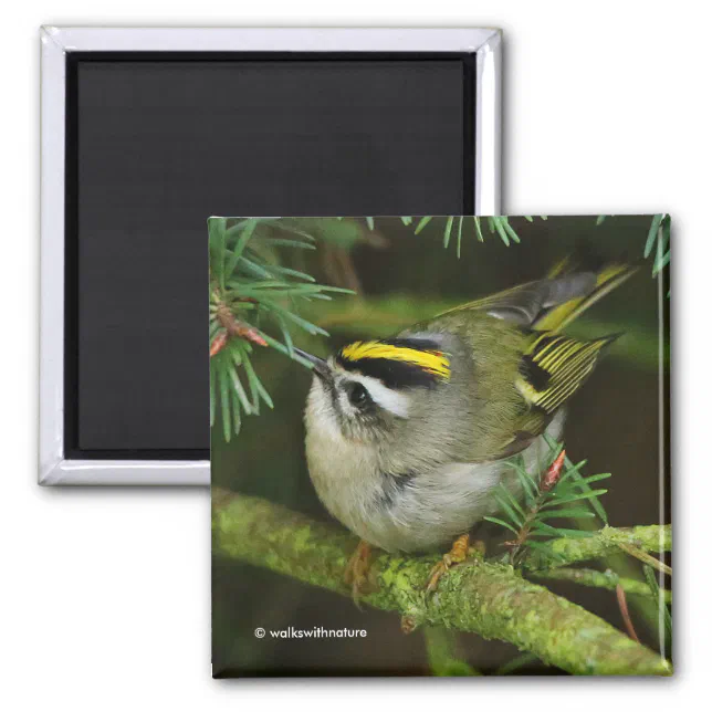 Cute Kinglet Songbird Causes Stir in the Fir Magnet