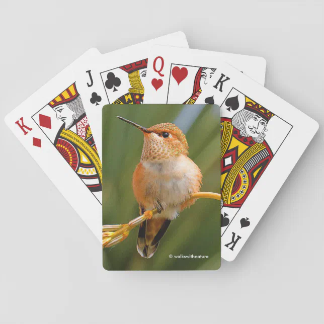 Cute Rufous Hummingbird Perched on Flower Poker Cards