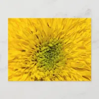 Teddy Bear Sunflower  Postcard