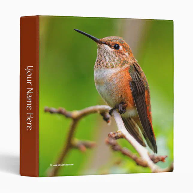 Cute Rufous Hummingbird on Plum Tree Branch 3 Ring Binder