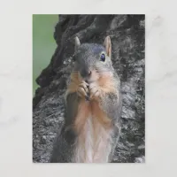 Keeping in Touch | Funny Cute Squirrel Postcard