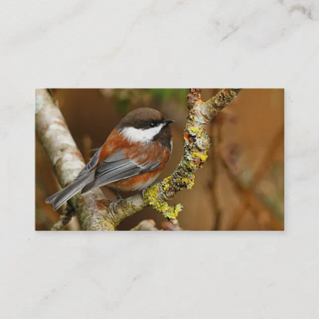 Cute Chestnut-Backed Chickadee on the Pear Tree Business Card